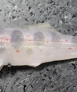 Signal Japan Devil Swimmer Paddletail Swimbaits