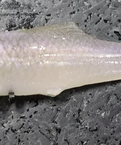 Signal Japan Devil Swimmer Paddletail Swimbaits