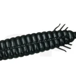 Deps Bull Slender Creatures