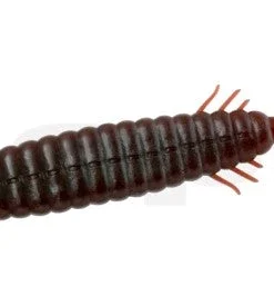 Deps Bull Slender Creatures