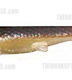 3:16 Lure Company 5 Inch Weedless Rising Son