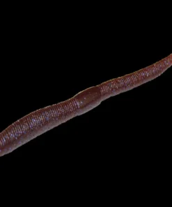 Jackall Neko Flick Worms