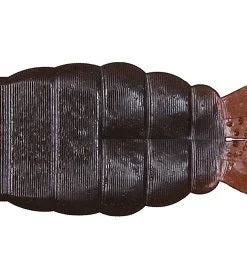 OSP Dolive Gill Creatures