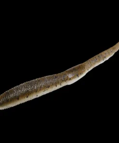 Jackall Neko Flick Worms