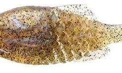 Issei Gill Flat Jr Soft Body