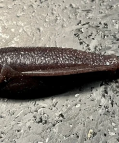 Laysam Creatures Namekuji Worm