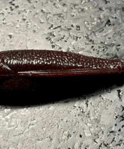 Laysam Creatures Namekuji Worm