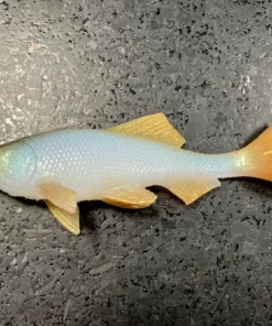 JSJ Bait Co. Hitch Six Recoil Weedless Swimbait