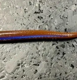 Roboworm Curly Tail Worm