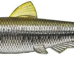 Evergreen International Soft Body Last Ace 140 Swim