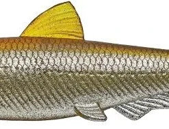 Evergreen International Soft Body Last Ace 140 Swim