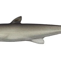 Evergreen International Last Ace 168