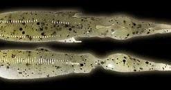 Kasumi Designs Hyper Omata Soft Trailers