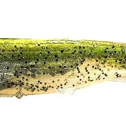 Optimum Baits Butch Brown Thumper Tail