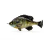 Savage Gear Pulse Tail Line Through Bluegill